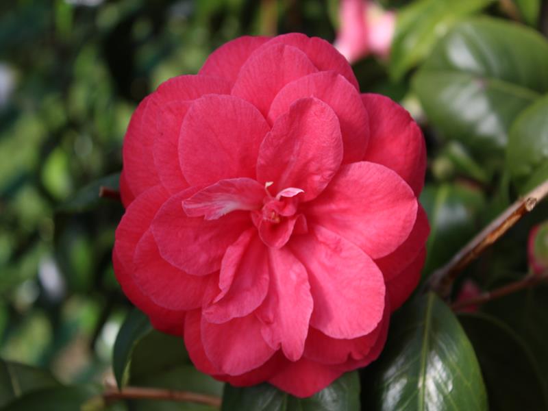 Camellia japonica 'C.M.Hovey'-11761
