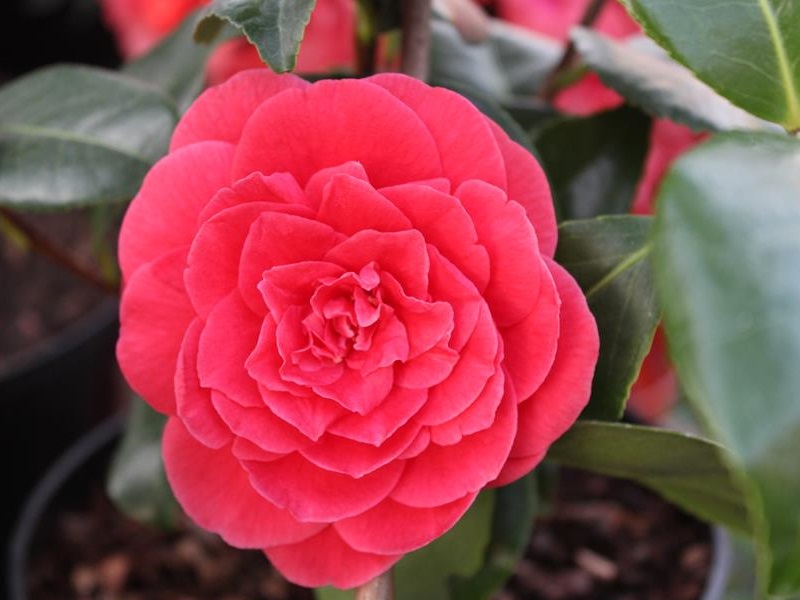 Camellia japonica 'Coquetti'-11441