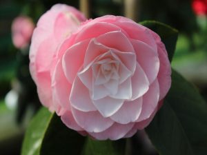 Camellia japonica 'Desire'-11763