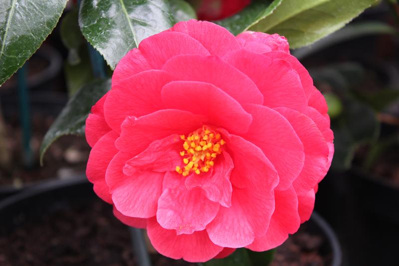 Camellia japonica 'Forest Green'-8720
