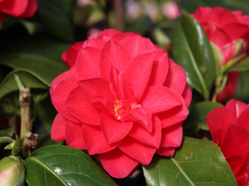 Camellia japonica 'Forest Green'-11764