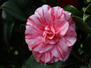 Camellia japonica 'Hanafuki'-11767
