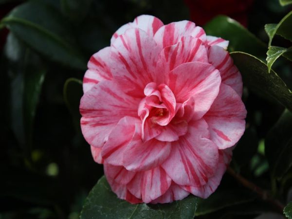Camellia japonica 'Hanafuki'-11767