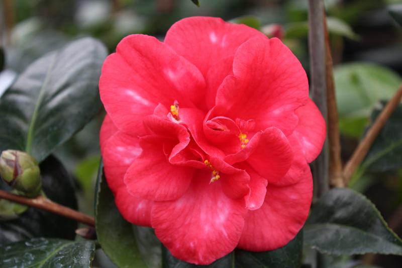 Camellia japonica 'Nagasaki'-8716