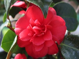 Camellia japonica 'Nagasaki'-0