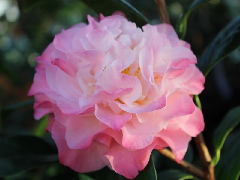 Camellia japonica 'Nuccio's Jewel'-0