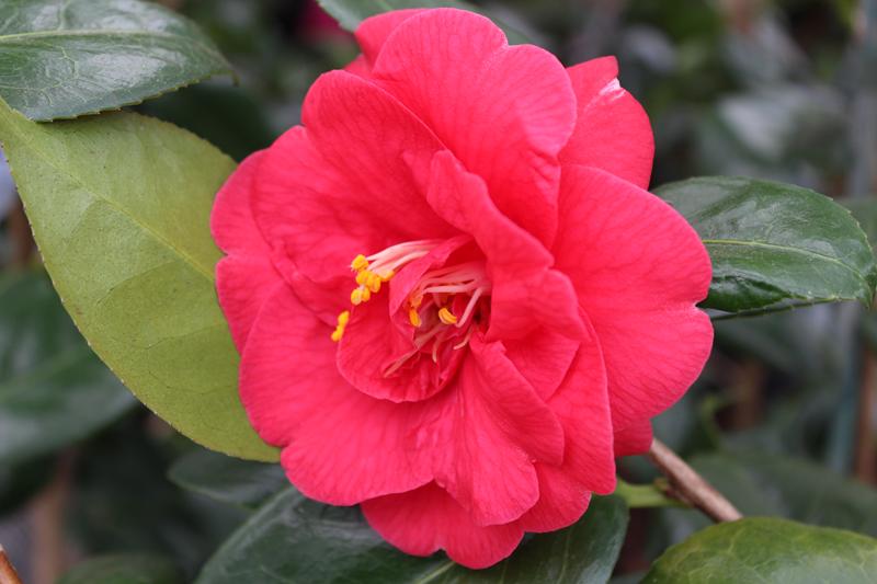 Camellia japonica 'St. Andre'-8715