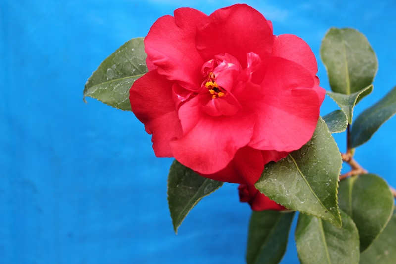 Camellia japonica 'Midnight'-24581