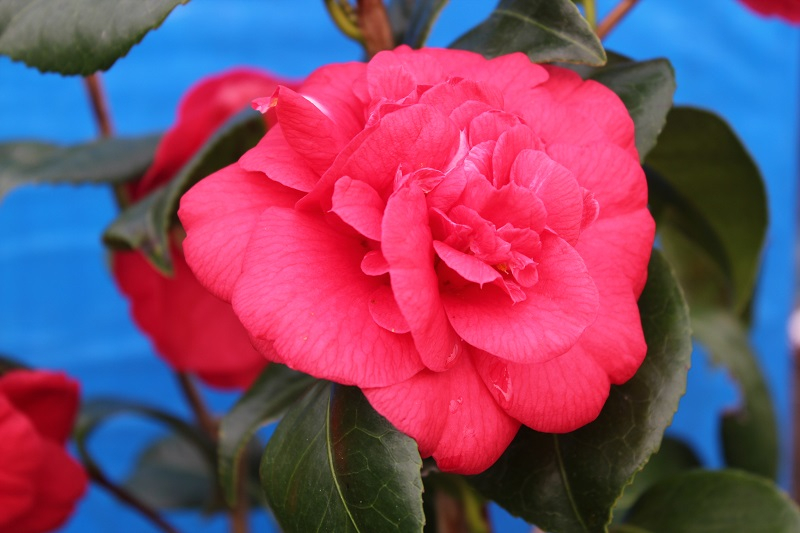 Camellia japonica 'Nagasaki'-24582