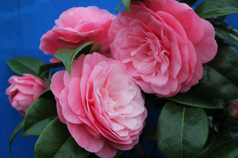 Camellia japonica 'Nuccio's Amigo'-0
