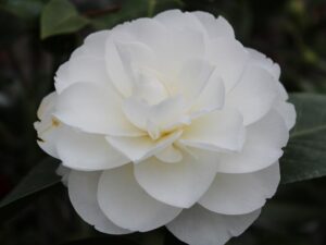 Camellia hybrid ‘Swan Lake’