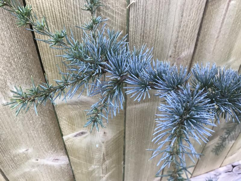 Cedrus atlantica 'Glauca'-14185
