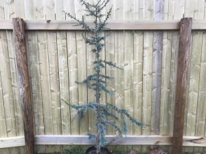 Cedrus atlantica 'Glauca'-0