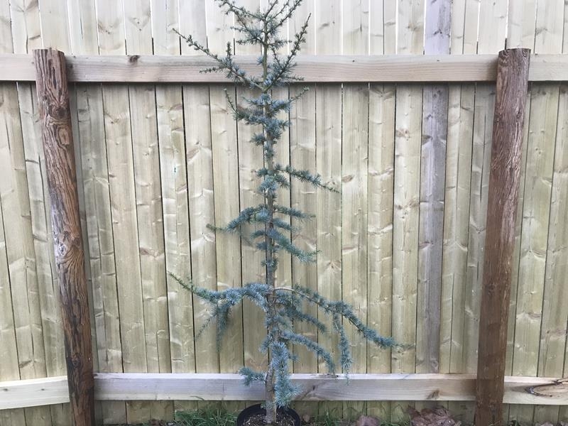 Cedrus atlantica 'Glauca'-0