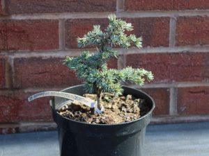 Cedrus atlantica 'Saphire Nymph'-0