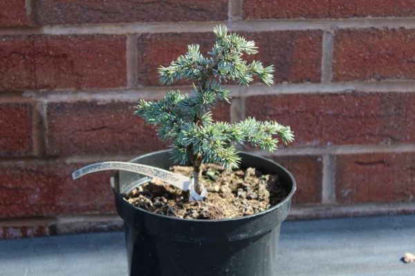 Cedrus atlantica 'Saphire Nymph'-0