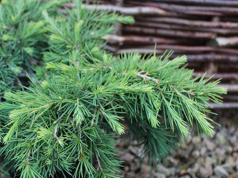 Cedrus deodara 'Feelin' Blue' AGM-9922