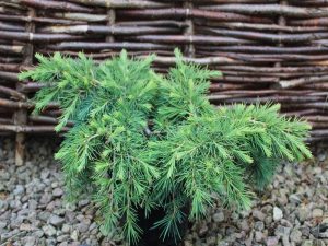 Cedrus deodara 'Feelin' Blue' AGM-0
