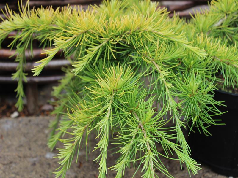 Cedrus deodara 'Golden Horizon'-9924