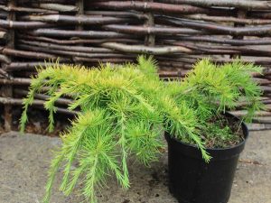 Cedrus deodara 'Golden Horizon'-0