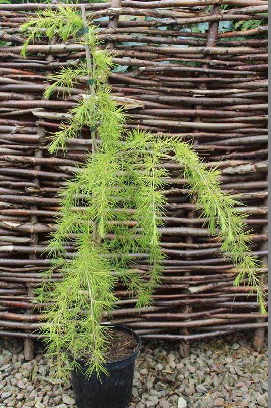 Cedrus deodara 'Klondyke'-9834