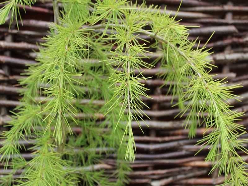 Cedrus deodara 'Klondyke'-9927