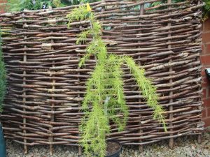 Cedrus deodara 'Klondyke'-0