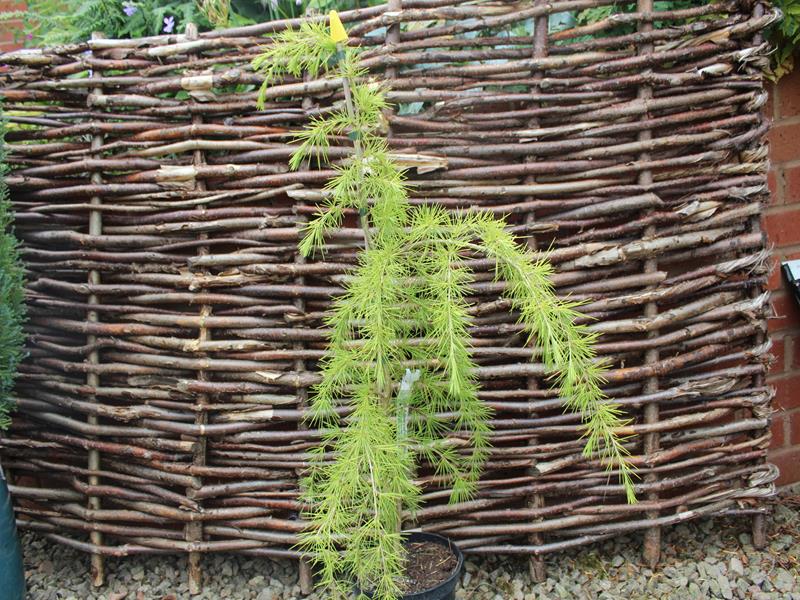 Cedrus deodara 'Klondyke'-0