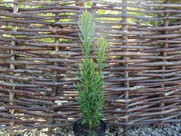 Cephalotaxus harringtonia 'Fastigiata'-0