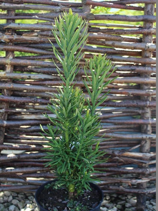 Cephalotaxus harringtonia 'Fastigiata'-9839