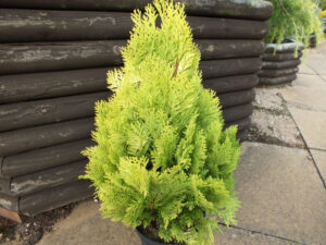 Chamaecyparis lawsoniana 'Moonsprite'-0