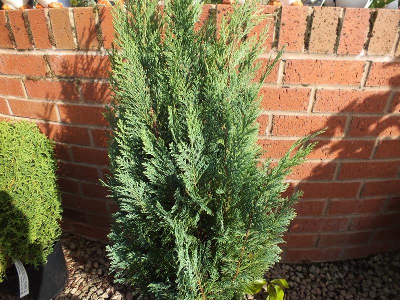 Chamaecyparis lawsoniana 'White Spot'-0