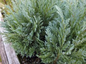 Chamaecyparis lawsoniana 'Bleu Nantais'-0