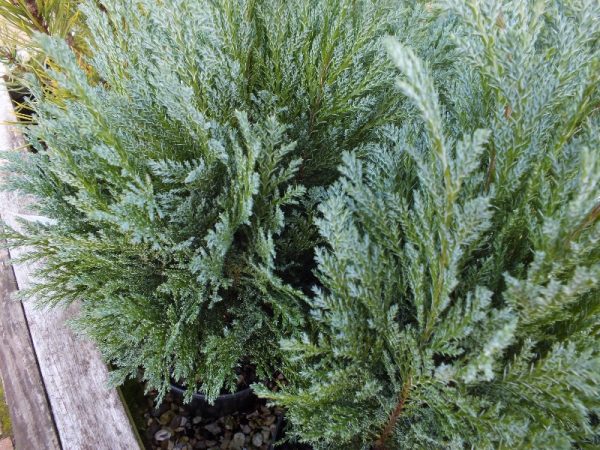 Chamaecyparis lawsoniana 'Bleu Nantais'-0
