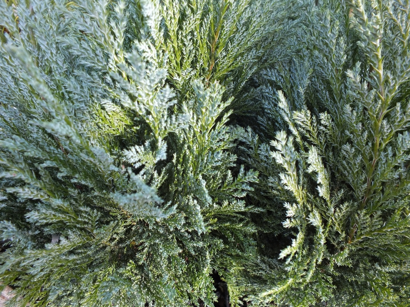 Chamaecyparis lawsoniana 'Bleu Nantais'-450