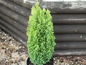 Chamaecyparis lawsoniana 'Ellwoods Golden Pillar'-0