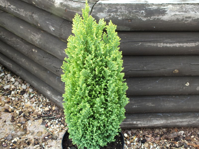 Chamaecyparis lawsoniana 'Ellwoods Golden Pillar'-0