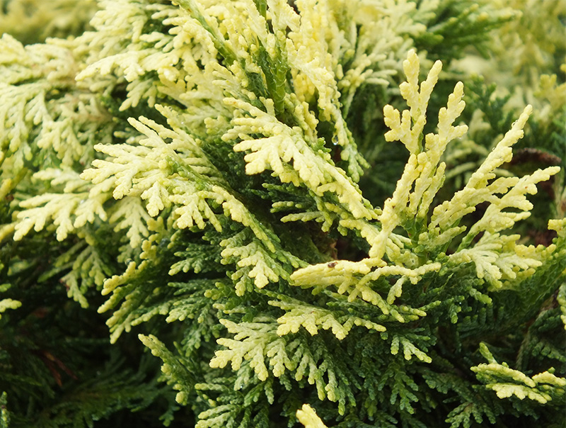 Chamaecyparis lawsoniana 'Pygmaea Argentea' -209