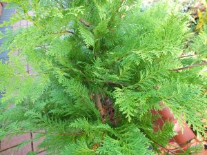 Chamaecyparis lawsoniana 'Stardust'-0