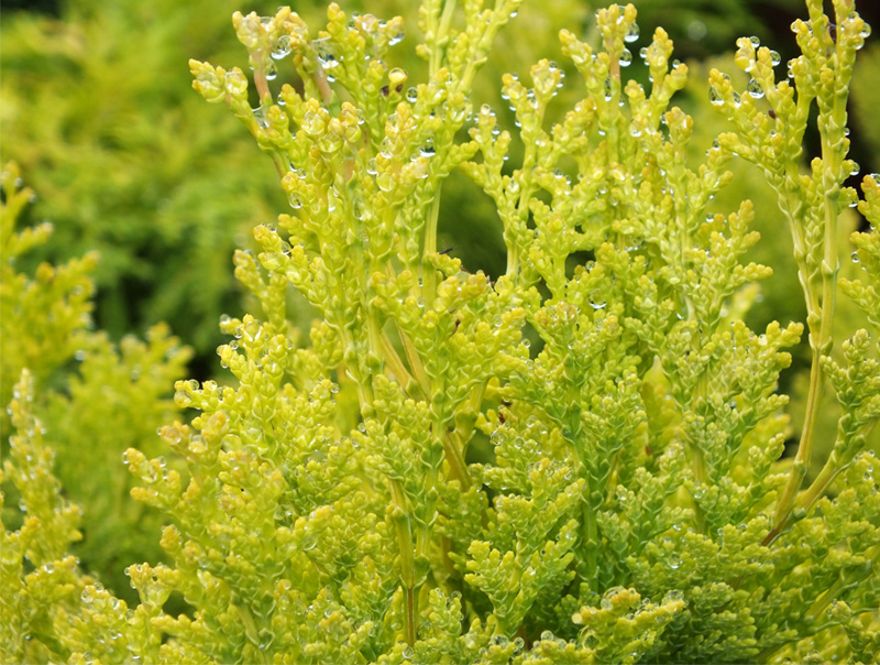 Chamaecyparis lawsoniana 'Minima Aurea'-216