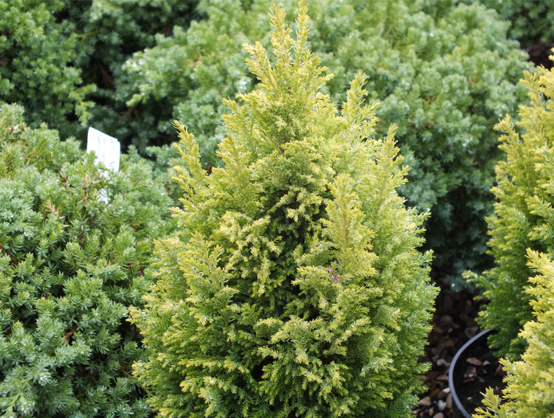 Chamaecyparis lawsoniana 'Nicole'-208