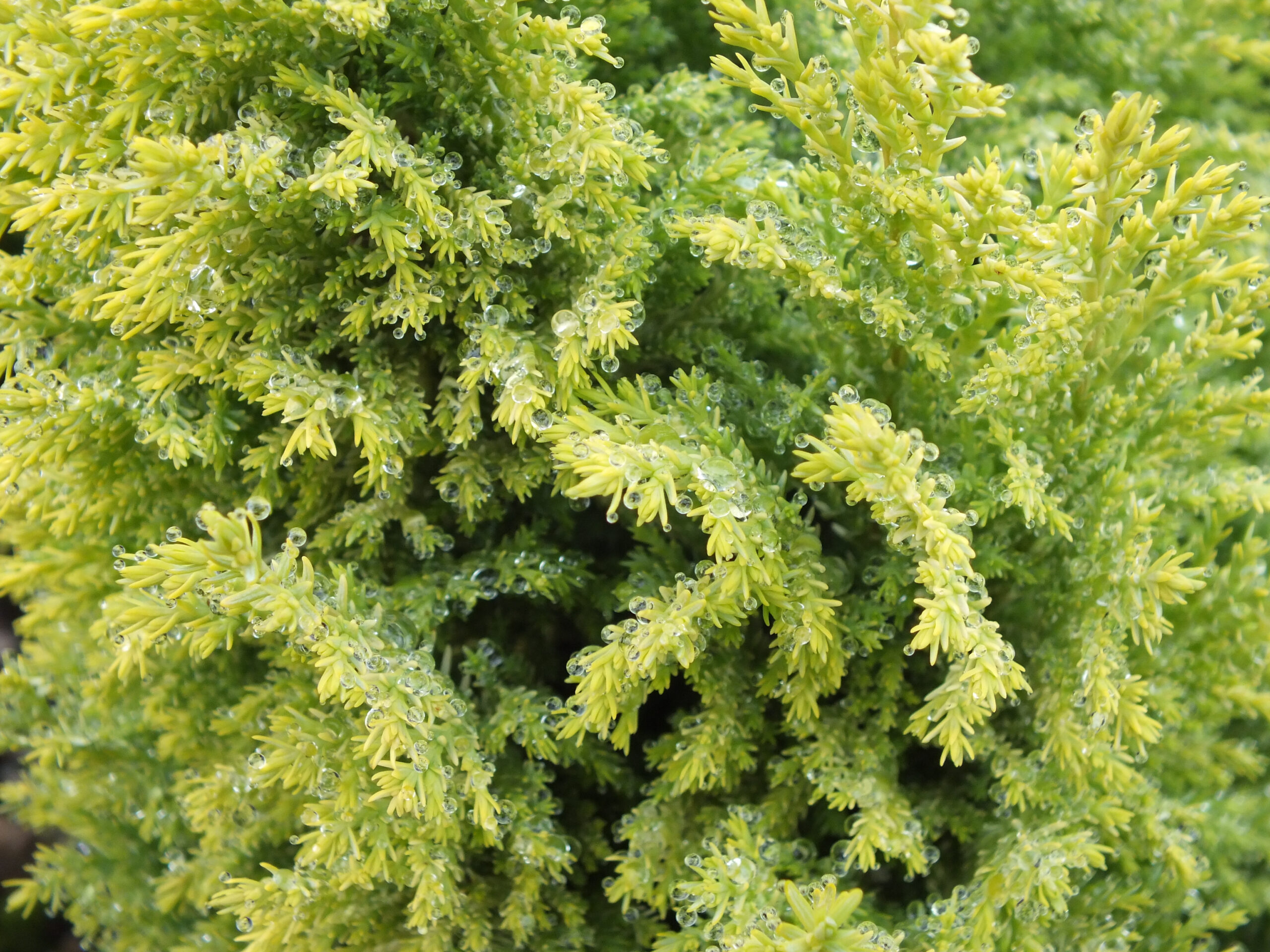 Chamaecyparis lawsoniana 'Nicole'-25655