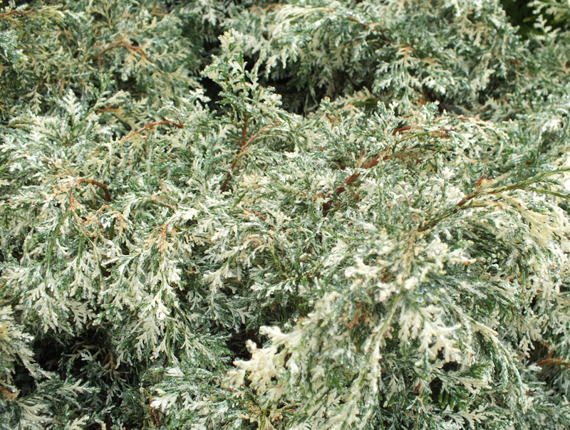 Chamaecyparis lawsoniana 'Pearly Swirls'-217