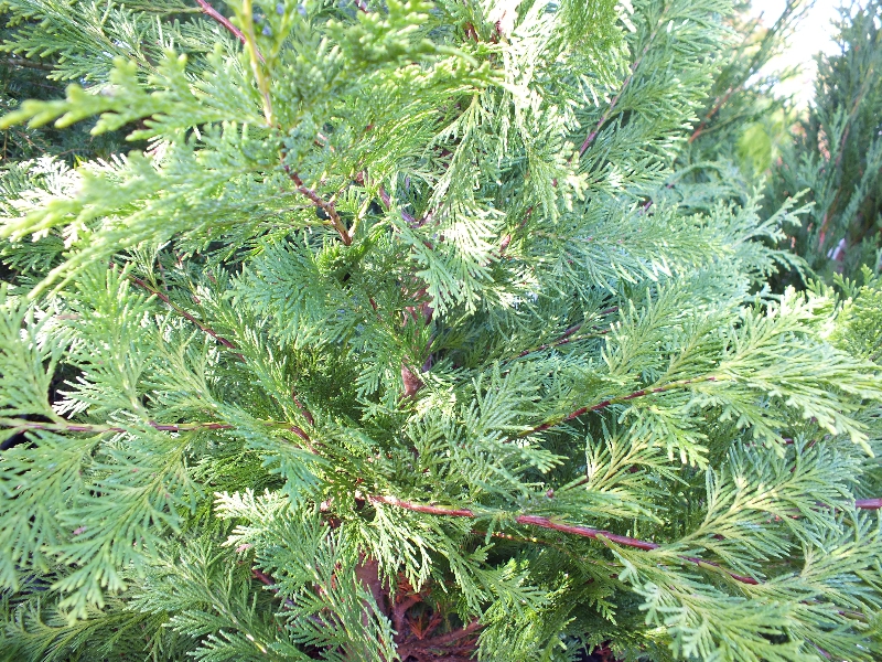 Chamaecyparis lawsoniana 'Stardust'-448