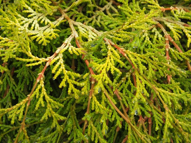 Chamaecyparis obtusa 'Kamarachiba' AGM-220