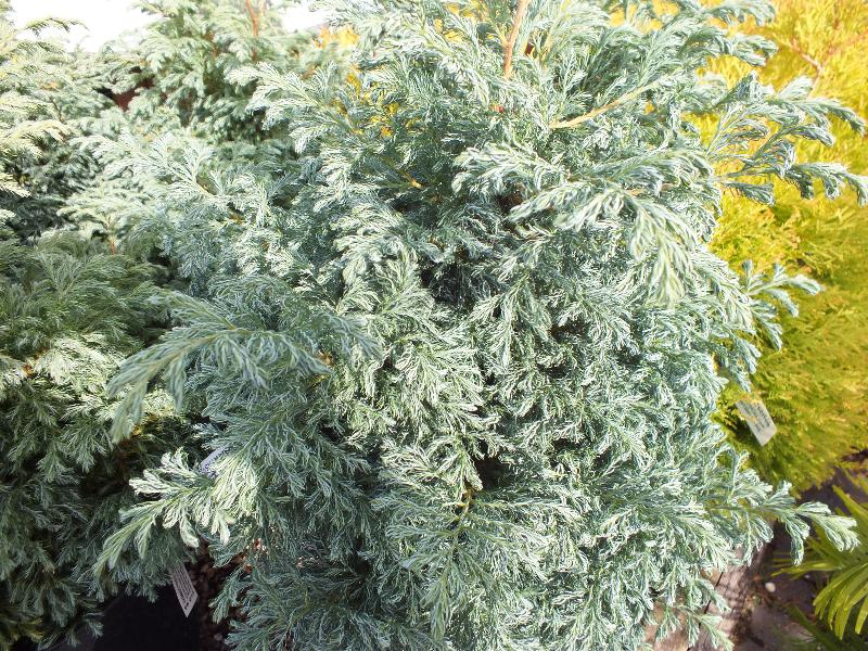 Chamaecyparis pisifera 'Boulevard' AGM-20694