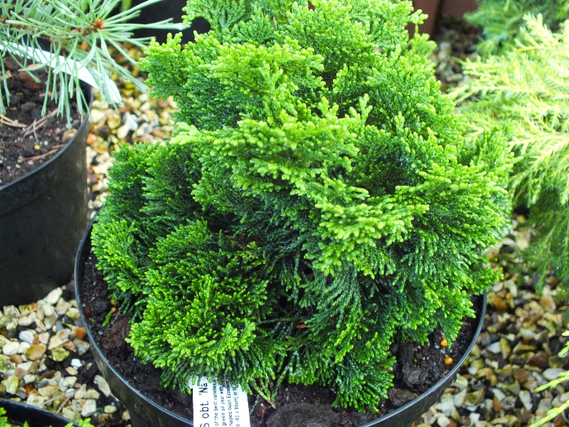 Chamaecyparis obtusa 'Nana Gracilis' -348