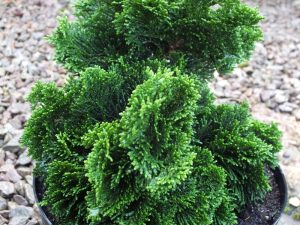 Chamaecyparis obtusa 'Nana Gracilis' -0