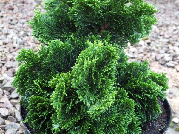 Chamaecyparis obtusa 'Nana Gracilis' -0