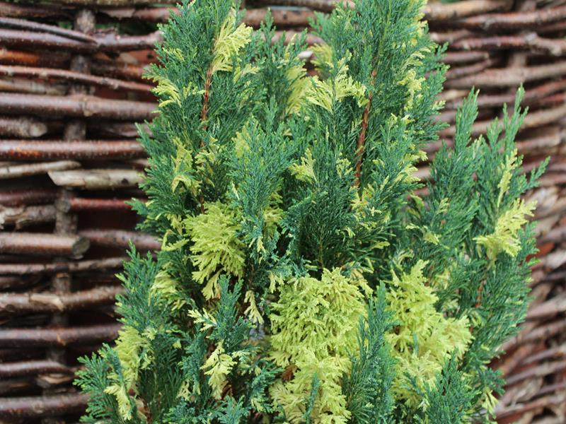 Chamaecyparis lawsoniana 'Fleckellwood'-9933